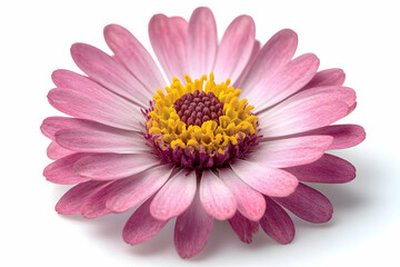 Obraz premium Pink Daisy Flower Close Up on White Background