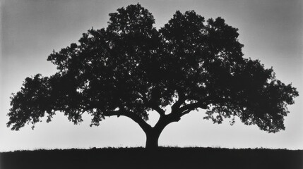 Obraz premium Majestic oak tree silhouette at sunset, peaceful landscape, nature photography, website banner