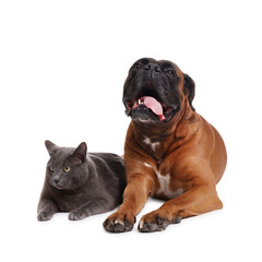 Cute dog and cat lying on white background
