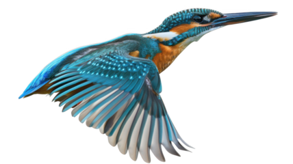 Kingfisher flying , isolated on transparent background.