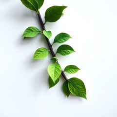 plant stem with multiple leaves