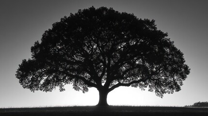 Majestic oak tree silhouette at sunrise, peaceful field background, nature photography (1)