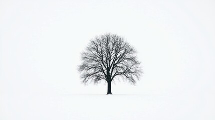 Fototapeta premium Lone tree winter snow field minimalist nature