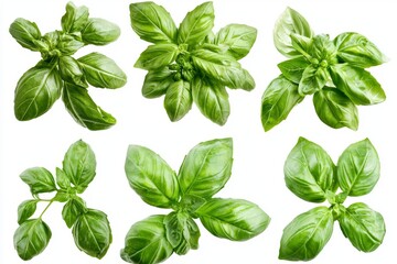 Isolated basil leaves on a white, transparent background, available as a PNG. This collection features various positions of fresh, green basil leaves. Ideal for healthy eating, these leaves are an
