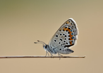wildlife photos. photos of butterflies in natural areas.