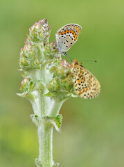 wildlife photos. photos of butterflies in natural areas.