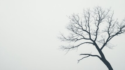 Fototapeta premium Silhouette of a leafless tree against a foggy sky.