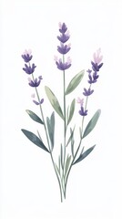 Naklejka premium Lavender Bouquet: Elegant Floral Illustration, Botanical Art Print, Purple Flower Design