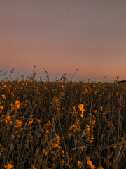 Cultivation, horizon, yellow plants on the horizon, yellow leaves, crop 