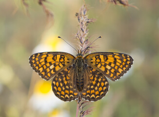 wildlife photos. photos of butterflies in natural areas.