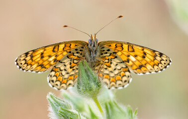 wildlife photos. photos of butterflies in natural areas.