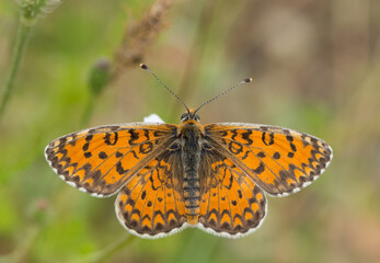 wildlife photos. photos of butterflies in natural areas.