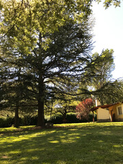 Cottage, green space, lawn  