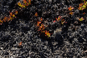 A striking image of a single, resilient plant thriving in the midst of scorched earth and burned vegetation along the Rota Vicentina trail in Portugal.