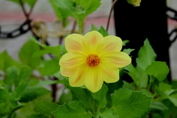 planta flor d&aacute;lia - Dhalia