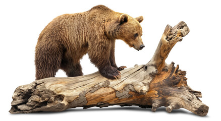 A big bear stands on a big old log on a transparent background illustration.