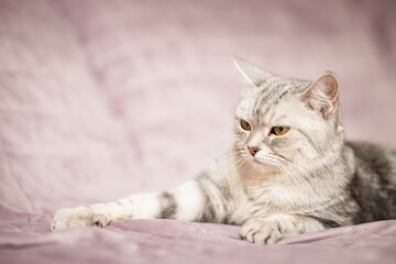 beautiful, gray british cat lies on the sofa in a home environment.