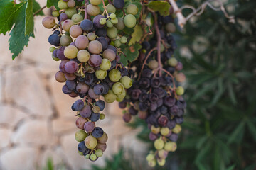 Close-up of a naturally growing bunch of green and purple grapes
