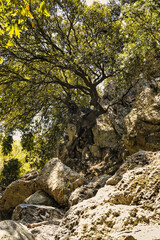 Trees growing on a bottom of an empty river valley in topolia gorge during summer season