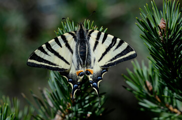 Segelfalter (Iphiclides podalirius)