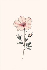 Fototapeta premium Detailed botanical illustration of a pink flower with buds, showcasing nature's beauty on a cream background.