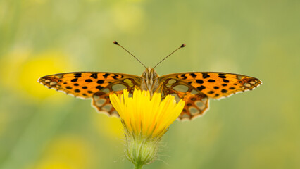photos of butterflies feeding on flowers