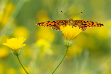 photos of butterflies feeding on flowers