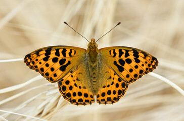 photos of butterflies feeding on flowers