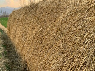 Straw or hay in a grass field.