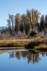 Autumn colors in Grand Teton National Park