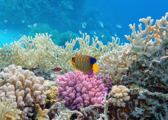 tropical coral reef