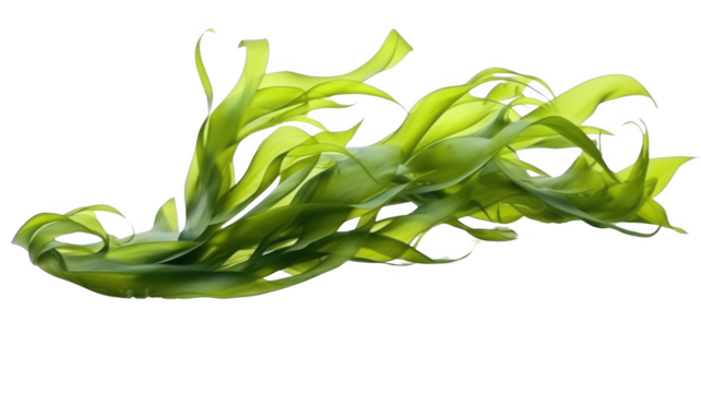 Seaweed, isolated on transparent background. - Powered by Adobe