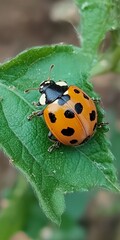 Fototapeta premium Closeup of a Ladybug on a Leaf