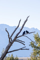 Crows perched in a tree in Grand Teton National Park