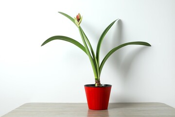Blooming houseplant Amaryllis with red bud in a pot on a table