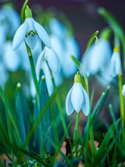 White snowdrop flowers in winter