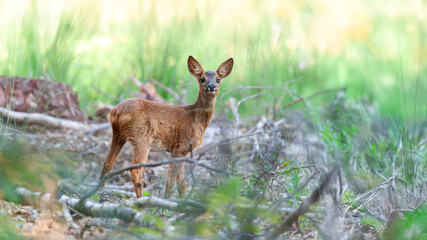 Young roe deer on the lookout on the edge of a clearing. Capreolus capreolus, Touraine, Indre et Loire 37, région Centre-Val-de-Loire, France, European Union, Europe