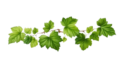 Young Grape leaves vine plant branch, isolated on transparent background.