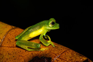 Centrolene prosoblepon, Emerald glass frog or Nicaragua giant glass frog, in Costa Rica jungle