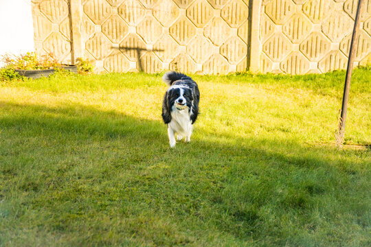 Black and white border collie running across a green lawn with ball in its mouth