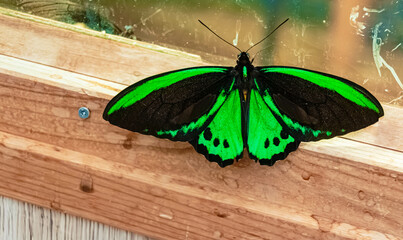 Ornithoptera priamus, Common Green Birdwing butterfly, on a sunny summer day