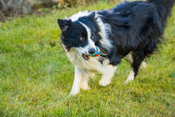 Black and white border collie running across a green lawn with ball in its mouth