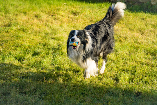 Black and white border collie running across a green lawn with ball in its mouth - Powered by Adobe