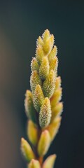 Fototapeta premium Close Up of a Delicate Plant Bud