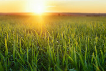 Obraz premium Agriculture shot of sunlit young plants on a fertile field at sunset.