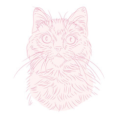 amazing hand drawn cat portrait. Isolated vector illustration