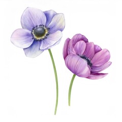 Fototapeta premium Watercolor rendering depicting delicate purple and lavender anemone blossoms, highlighting botanical softness and floral elegance