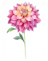 Obraz premium Vibrant watercolor dahlia blooming in delicate pink and yellow, displaying intricate petals against pristine white backdrop
