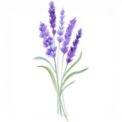 Naklejka premium Beautiful watercolor painting representing a bouquet of lavender flowers with long green leaves on a white background, perfect for wellness and beauty projects