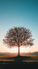 Obraz premium Majestic Tree Silhouette at Sunset: Serene Landscape Photography